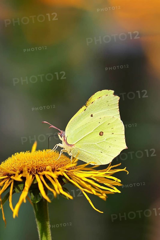 Lemon butterfly (Gonepteryx rhamny) on a yellow flower of a Great Telekie (Telekia speciosa), Wildlife, Insects, Butterflies, Butterflies, Wilnsdorf, North Rhine-Westphalia, Germany