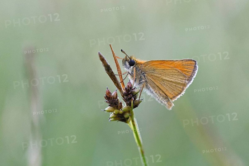 Large skipper (Ochlodes sylvanus, Augiades sylvanus), resting in the evening on a blade of grass in a meadow, close-up, macro photograph, Wilnsdorf, North Rhine-Westphalia, Germany
