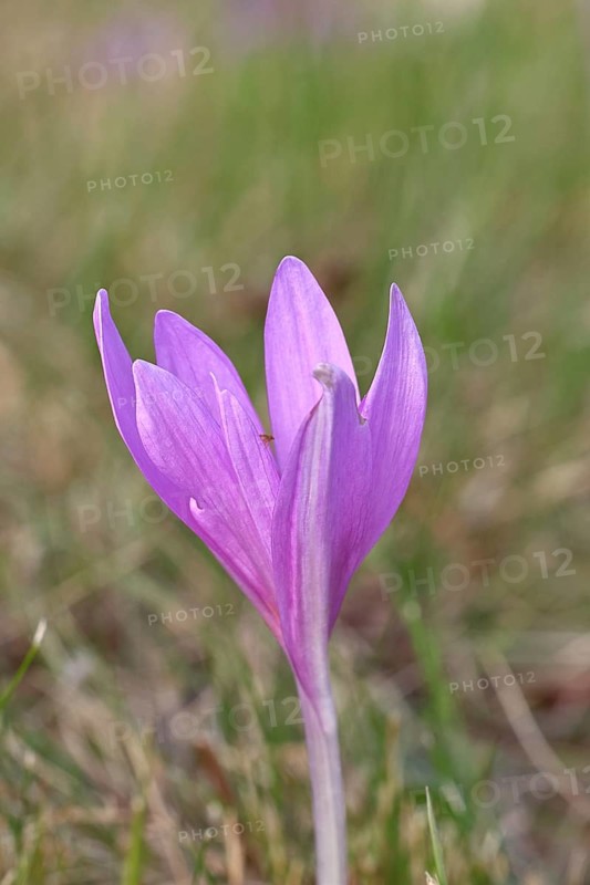 Autumn crocus (Colchicum autumnale), half-opened flower in a meadow, endangered, protected poisonous plant species, native nature, wet meadow, autumn messenger, season, autumn, bulbous plant, poisonous plant, Wilnsdorf, North Rhine-Westphalia, Germany
