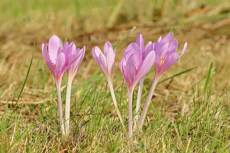 Autumn crocus (Colchicum autumnale), half-opened flowers in a meadow, endangered, protected poisonous plant species, native nature, wet meadow, autumn messenger, season, autumn, bulbous plant, poisonous plant, Wilnsdorf, North Rhine-Westphalia, Germany