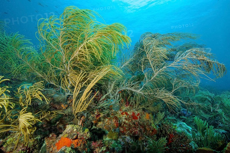 Underwater photo of Slimy Sea Plume (Pseudopterogorgia americana) Horn coral Horn coral species growing in coral reef, Caribbean, Carriacou, Grenada