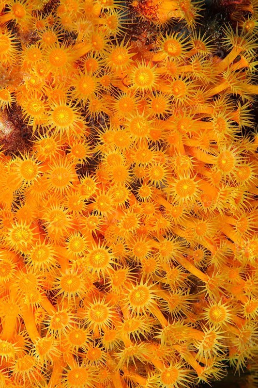 Underwater photo of colony of passively toxic poisonous marine animal Yellow cluster anemone (Parazoanthus axinellae), Mediterranean Sea, Majorca, Spain