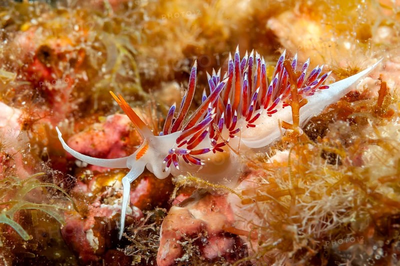Underwater photo of nudibranch (Cratena peregrina) travelling thread snail with long appendages, Mediterranean Sea, Gozo, Malta