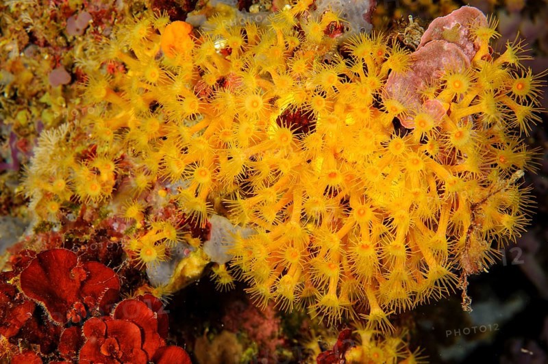 Underwater photo of colony of passively toxic poisonous marine animal Yellow cluster anemone (Parazoanthus axinellae), Mediterranean Sea, Majorca, Spain