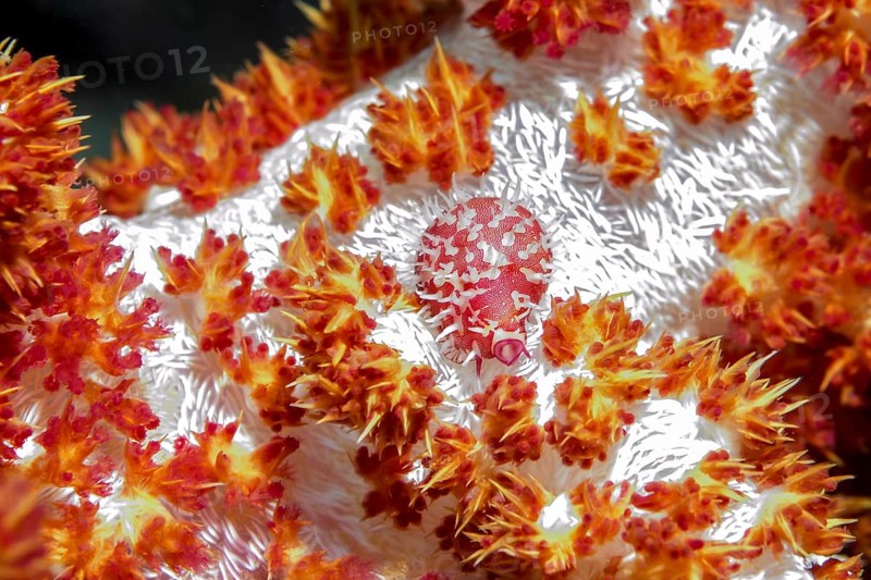 Underwater photo extreme close-up of egg cowrie (Diminovula punctata) Synonym (Ovula punctata) (Pseudosimnia punctata), very small 10 millimetre long sea snail cowrie lives in feeds on eggs of soft corals, Pacific Ocean, Philippine Sea, Philippines