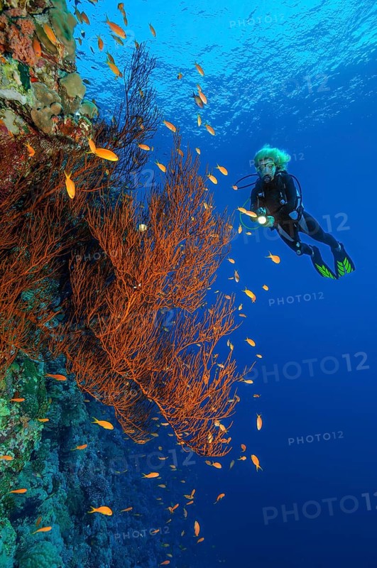 Underwater photo of Black coral (Antipathes dichotoma) growing on steep wall drop off of coral reef, in the background diver with small underwater lamp, Red Sea, Marsa Alam, Egypt