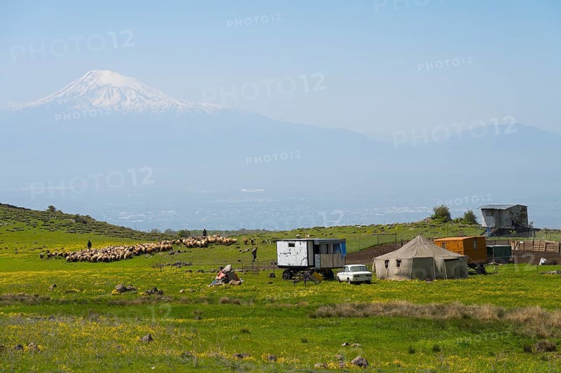 Wide landscape with grazing sheep and tents, dominated by Mount Ararat, nomads, tents and caravans as summer camps, on the southern slopes of Aragaz, Aragats, Aragac, Alagyaz, Aragazotn province, Armenia
