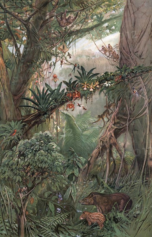 Jungle in the central Amazon region, Brazil, authentic reproduction of a school mural, historical, around 1900