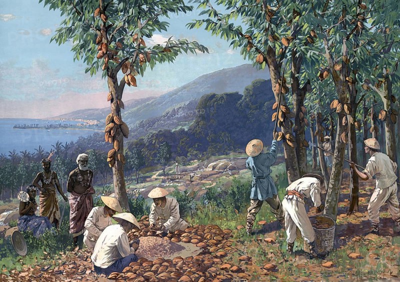 German colony, cocoa harvest in Samoa, authentic reproduction of a school mural, historical, around 1900