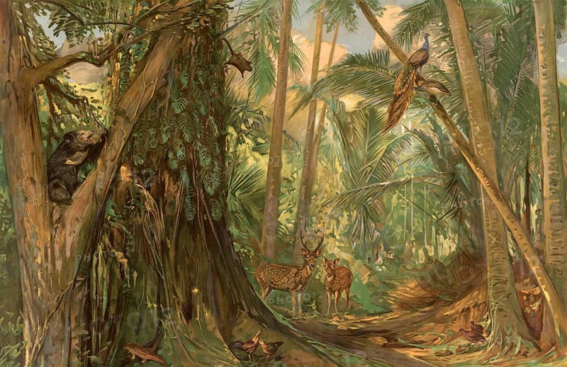 Landscape in the jungle of Ceylon, Sri Lanka, authentic reproduction of a school mural, historical, around 1900