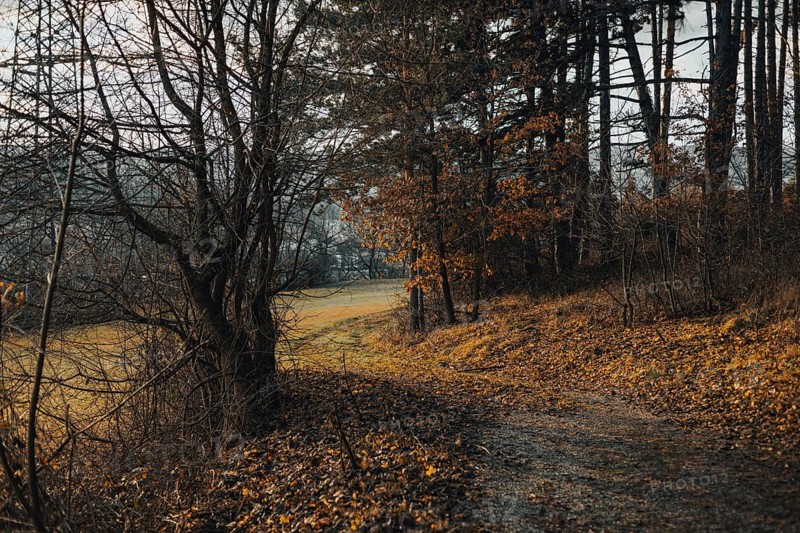A wooded trail with autumn leaves, Ternitz, Lower Austria, Austria