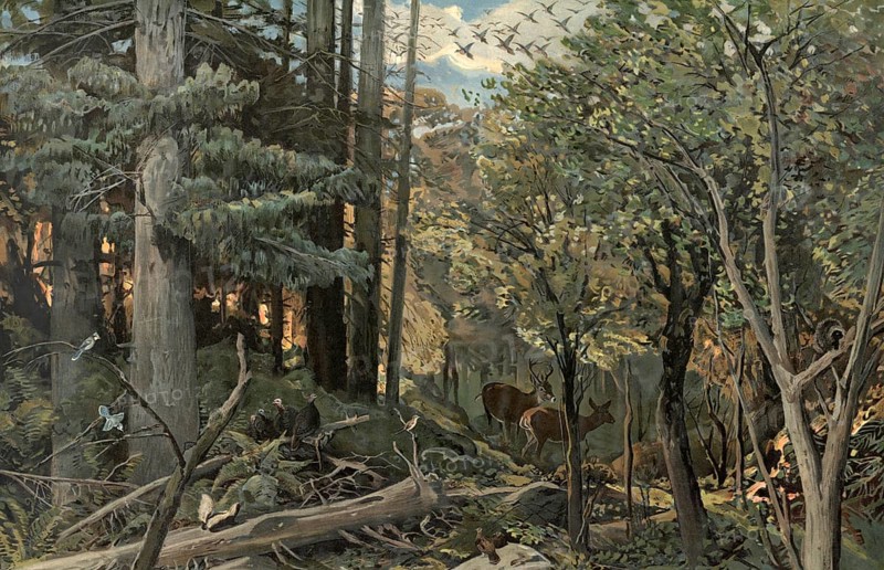 Forest in the Allegheny Mountains, Appalachian region, stretches south-southwest more than 800 km from northern Pennsylvania to southwestern Virginia, America, authentic reproduction of a school mural, historic, around 1900