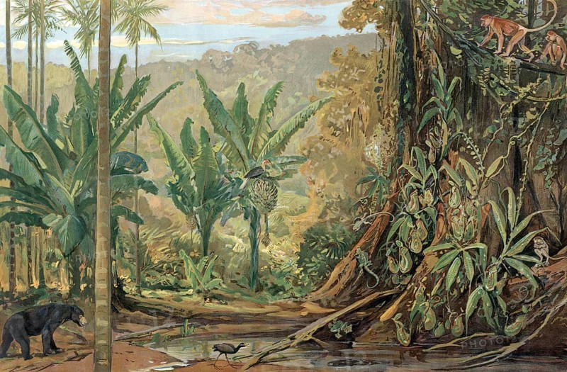 Jungle in Borneo, an island in the Malay Archipelago in Southeast Asia, Sunda Island, authentic reproduction of a school mural, historic, around 1900