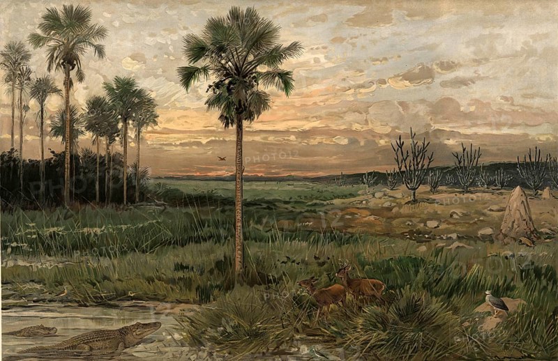 Llanos, wide plains in northern South America, which are mainly characterized by humid savannas, Colombia, authentic reproduction of a school mural, historic, around 1900