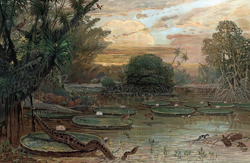 Landscape in Urwlad of Guiana, South America, authentic reproduction of a school mural, historical, around 1900