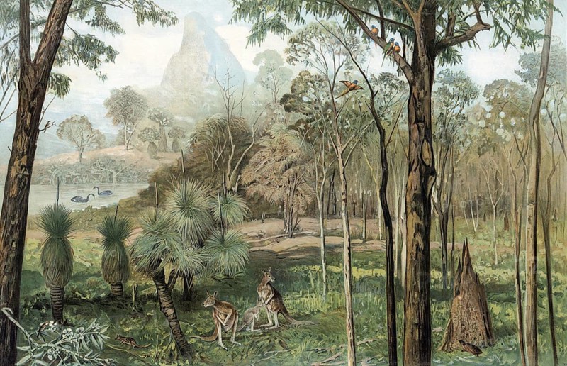 Eucalyptus forest in South Australia, authentic reproduction of a school mural, historic, around 1900