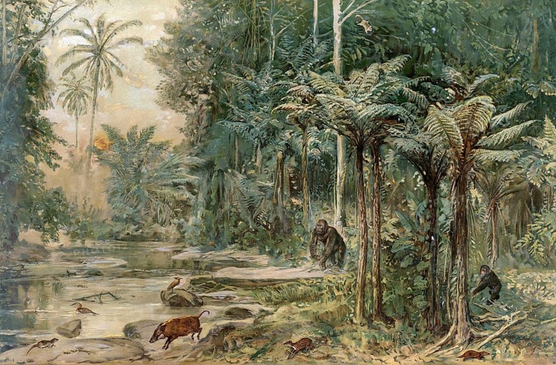 Rainforest on the equator in West Africa, authentic reproduction of a school mural, historical, around 1900