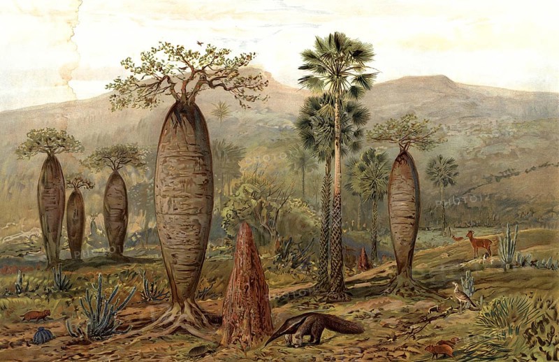 Mountain landscape in Brazil, authentic reproduction of a school mural, historical, around 1900