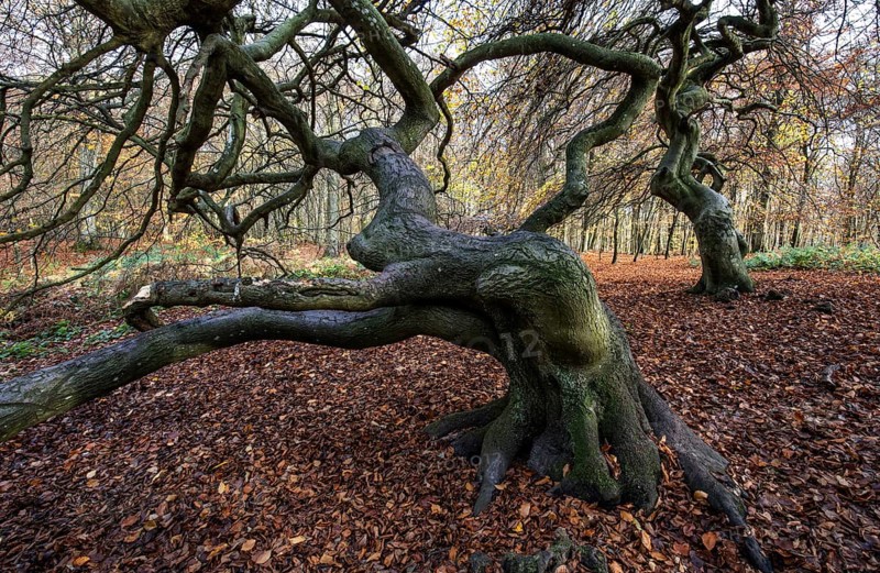 SÃ¼ntelbuchen (Fagus sylvatica), cripple beeches, Hexenwald, Semper Forest Park, near Lietzow, RÃ¼gen, Mecklenburg-Western Pomerania, Germany