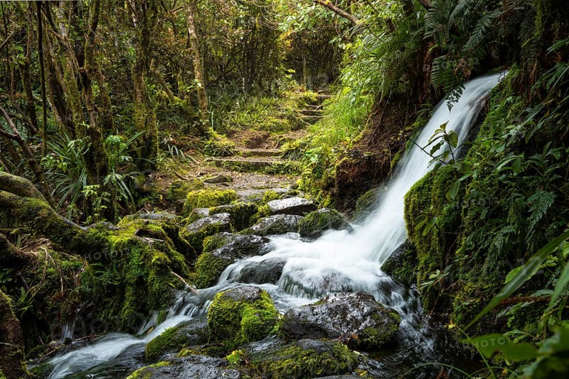 Hiking trail in the forest, waterfall on the trail, ferns, mosses and lichens. Dawson Falls Walking Tracks, Egmont National Park, Taranaki Region, North Island, New Zealand