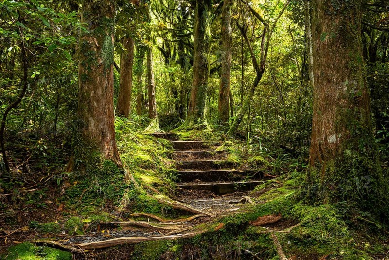Hiking trail in the forest, old trees, ferns, mosses and lichens. Dawson Falls Walking Tracks, Egmont National Park, Taranaki Region, North Island, New Zealand