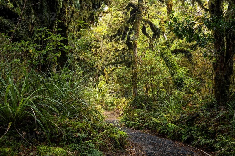 Goblin Forest hiking trail, gnarled trees, ferns, mosses and lichens. Dawson Falls Walking Tracks, Egmont National Park, Taranaki Region, North Island, New Zealand