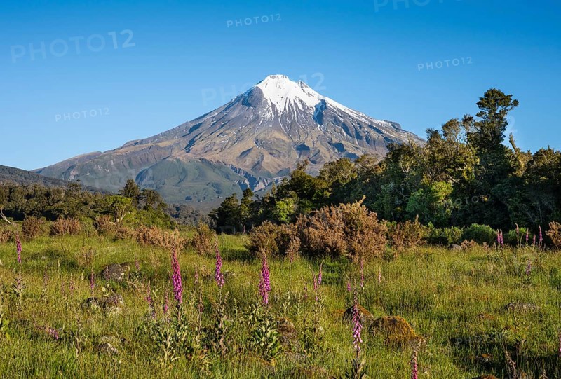 Mount Taranaki, in the foreground blooming foxglove (Digitalis purpurea) Egmont National Park, Taranaki Region, North Island, New Zealand