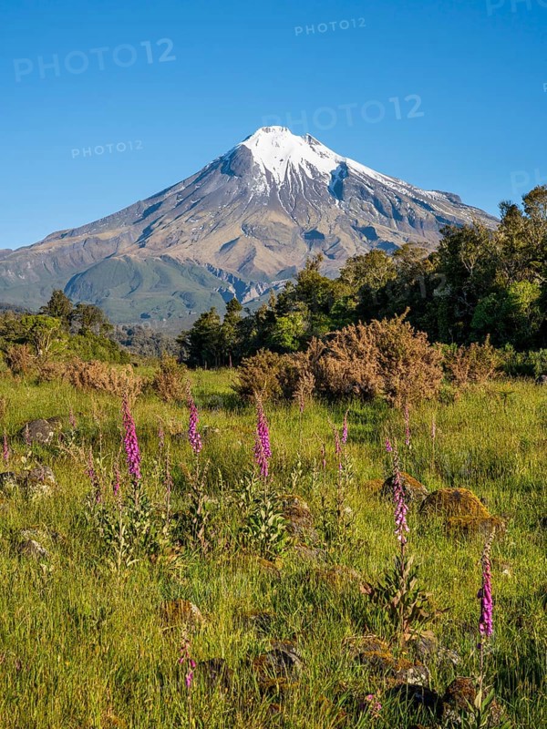 Mount Taranaki, in the foreground blooming foxglove (Digitalis purpurea) Egmont National Park, Taranaki Region, North Island, New Zealand
