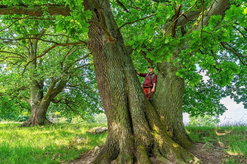 Hiker standing on an old oak (Quercus) in the nature reserve Hullerbusch, Carwitz, Feldberger Seenlandschaft, Mecklenburgische Seenplatte in Mecklenburg-Vorpommern, Germany