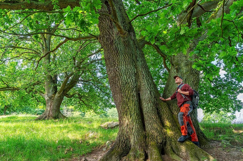 Hiker standing at an old oak (Quercus) in the nature reserve Hullerbusch, Carwitz, Feldberger Seenlandschaft, Mecklenburg Lake District in Mecklenburg-Vorpommern, Germany