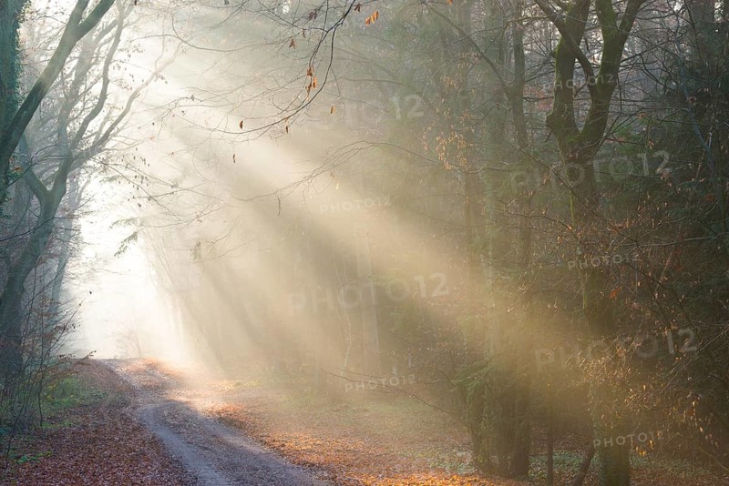 Soft rays of light illuminate path through foggy forest, light-flooded, forest path, sunrays, coolly lit, hilly, path, fascinating, fascination, peaceful, mood, glow, morning haze, morning sun, early fog, autumn leaves, lighting mood, sunlight, morning, haze, natural forest, nature, atmospheric, mystical, mysterious, beauty, dreamlike, fog swaths, natural phenomenon, magical, dream landscape, walking, LÃ¼neburg district, Lower Saxony, Germany
