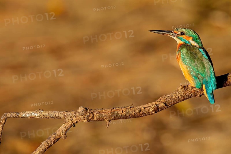 The plumage of the kingfisher (Alcedo atthis) shines even more impressively in the light of the evening sun, Germany