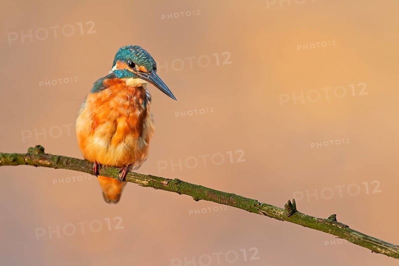 In a few seconds, the female kingfisher (Alcedo atthis) will plunge into the water and try to catch a fish, Germany