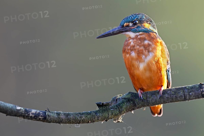 A male kingfisher (Alcedo atthis), easily recognisable by its black-coloured beak, on a perch, Germany