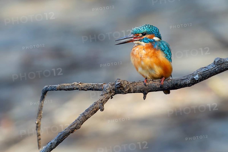 A female kingfisher (Alcedo atthis) sits calling on a perch, Germany