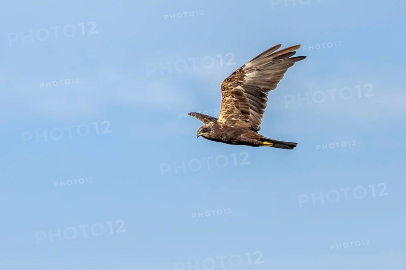 A female marsh harrier (Circus aeruginosus) foraging over a reed belt, unlike many other raptor species, the sexes can be easily distinguished, Hunting, Denmark