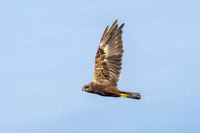 The female marsh harrier (Circus aeruginosus) looks over to me as she flies past, hunting, Denmark