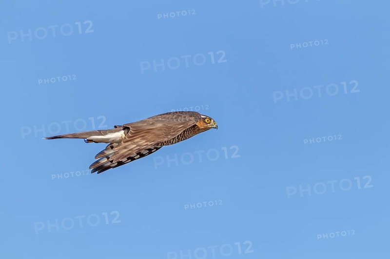 A sparrowhawk (Accipiter nisus) Terzel in typical flying posture hunting for songbirds, Terzel is the name for the male, hunting, Germany