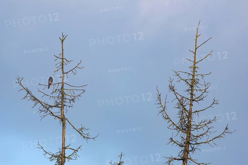 A male sparrowhawk (Accipiter nisus) sits in the crown of a dead spruce looking for possible prey, perch, Denmark