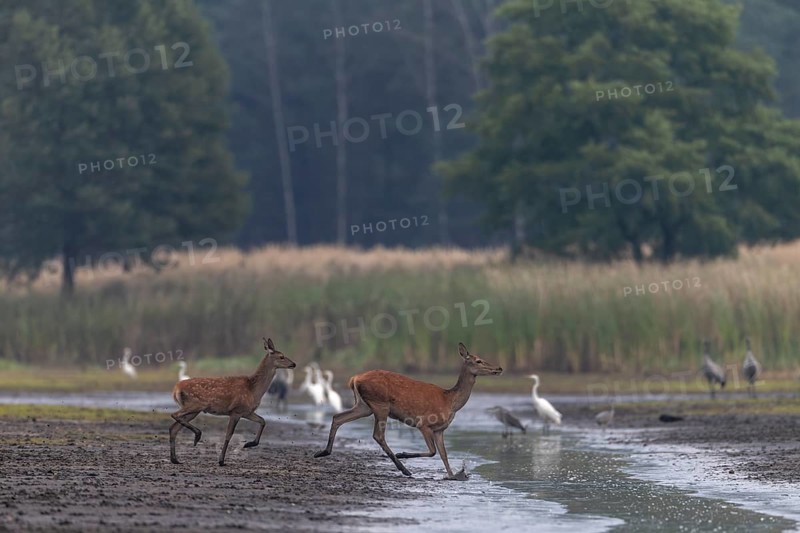 A red deer (Cervus elaphus) with a very late calf, in September calves born in May and June have long since lost the light spots in their fur, rutting season, Germany