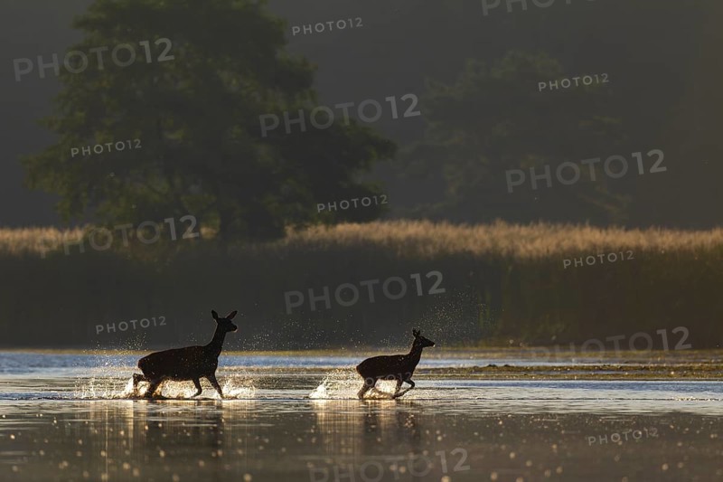 The stag calf clearly enjoys crossing the pond, while the red deer (Cervus elaphus) follows vigilantly, rutting season, morning sun, Germany