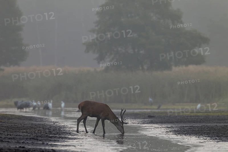 A red deer (Cervus elaphus) has stepped up to a pond bank to draw water, in the background the first herons are hunting fish, thirst, drinking, rutting season, Germany