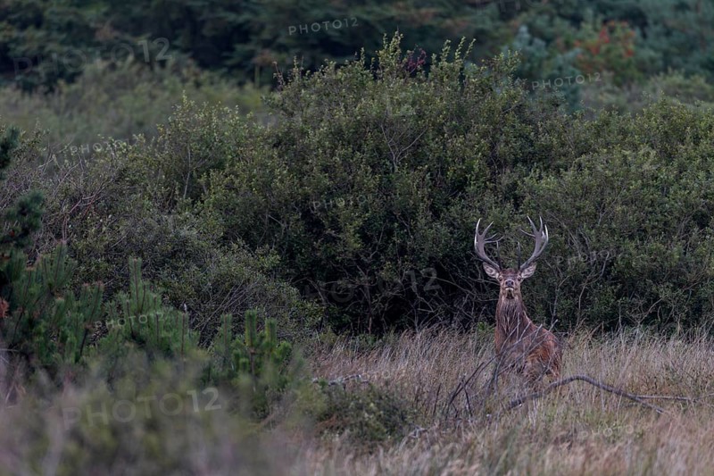 In the evening, the red deer (Cervus elaphus) leaves the place where it has been resting undisturbed during the day and now, at the start of the rut, it sets off in search of the hinds, rutting season, Denmark