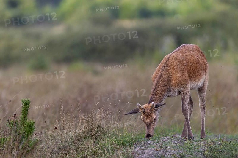 A red deer (Cervus elaphus) in velvet grazing the fresh grass on a sand hill, Bastspiesser, Denmark