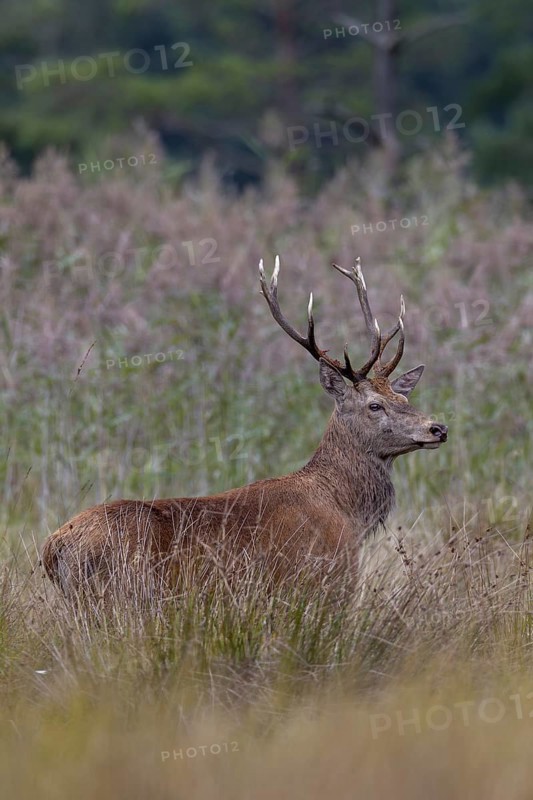 A few metres away from me, the red deer (Cervus elaphus) steps out of its daytime hiding place onto a marshy meadow, by-stag, rutting season, Germany