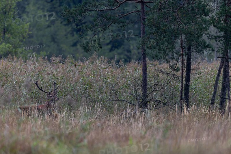 After a long wait, a red deer (Cervus elaphus) finally emerges from the reed belt, rutting season, Germany