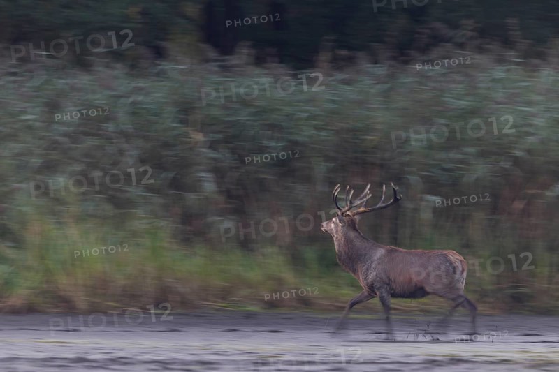 Something attracts the attention of a red deer (Cervus elaphus), probably another red deer in the reeds, rutting season, wiped image, dragging, blurred, Germany