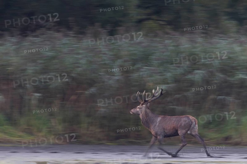 This red deer (Cervus elaphus) is obviously in a hurry, rutting season, wiping picture, dragging, blur, Germany