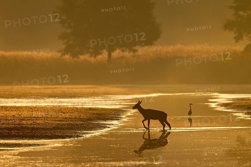 A red deer calf (Cervus elaphus) follows the mother at a distance of a few metres, the heron hunting in the background has aroused the calf's curiosity for a moment, foggy landscape, morning mist, morning sun, rutting season, Germany