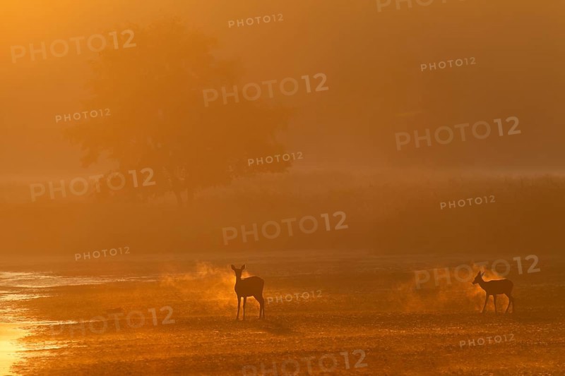 A red deer (Cervus elaphus) with calf changes from the reed belt and the breathing mist glows in the backlight, fog landscape, morning mist, morning sun, rutting season, Germany